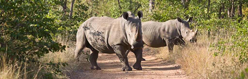 Rhino panoramic image